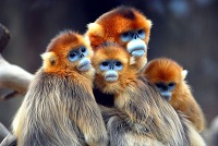 Monos