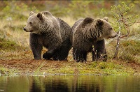 Oso