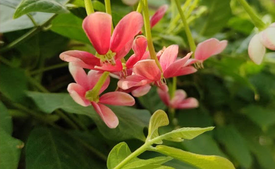 Download Pretty Photo Gallery