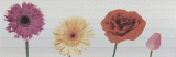 Decor&nbsp;DECOR 2