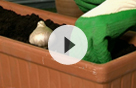 Aprende a plantar bulbos