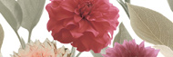 FLOR DAHLIA, DEC - 