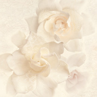 ALOBRAS PACK-2 DEC - 