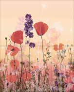 AMAPOLAS PACK-2 DEC - MARFIL