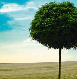 Cuenta Marazzi con productos ecosostenibles y dotados de las certificaciones Ecolabel y LEED?