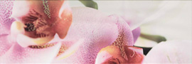 Revestimiento Decor Orquidea
