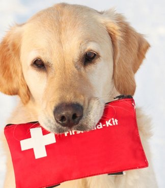 Amigos de cuatro patas: crea con nosotros la unidad canina de la Cruz Roja - Módena