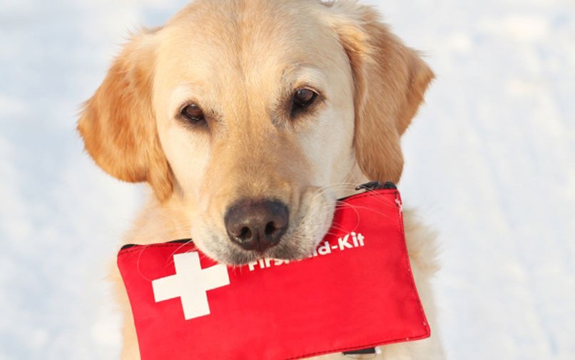 Amigos de cuatro patas: crea con nosotros la unidad canina de la Cruz Roja - Módena