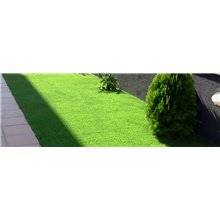 Césped Tempo Albergrass
