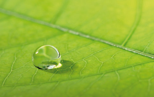 hoja